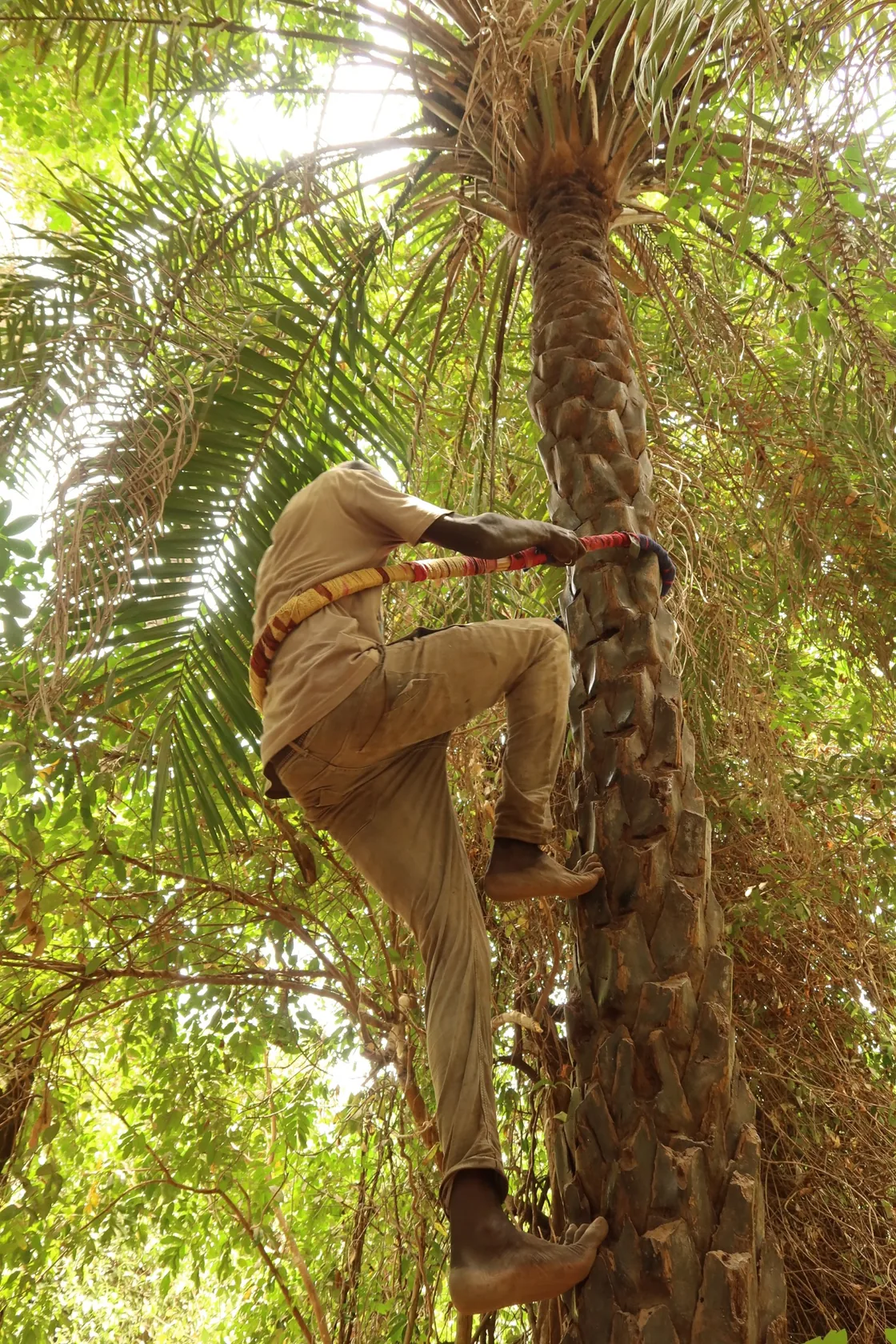 Matteo learning to climb a palm tree