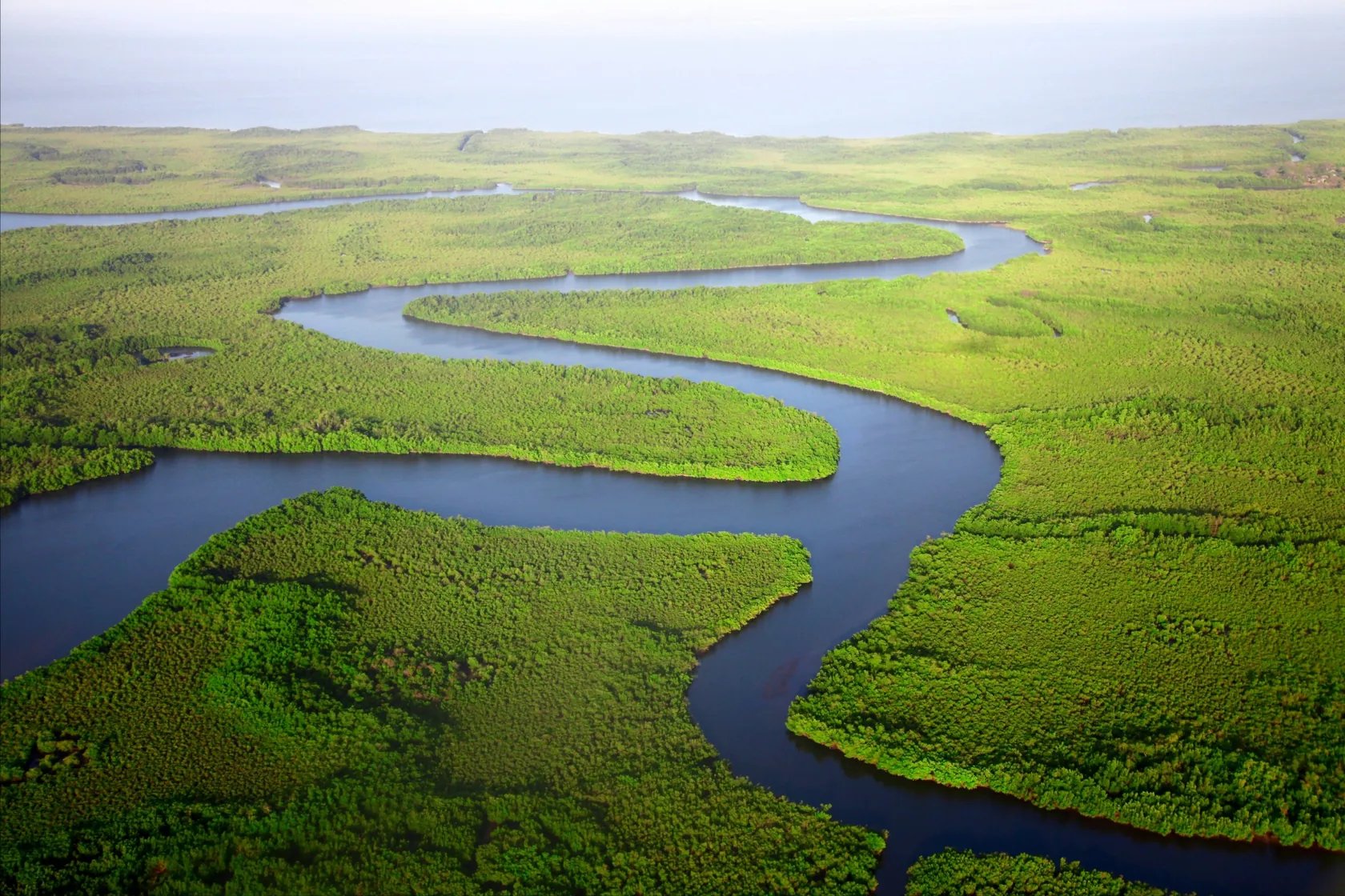 Gambia River mangroves